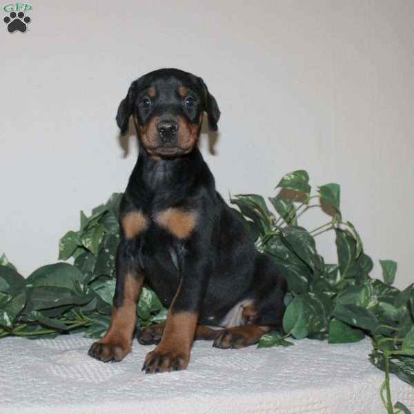 Angela, Doberman Pinscher Puppy